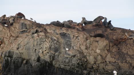 Two-lovely-adult-fur-seals-on-large-harem-kissing-on-rocky-island