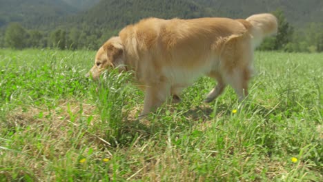 Golden-Retriever-Hund-Erkundet-Ein-Feld-Mit-Hohem-Gras-Und-Betritt-Es
