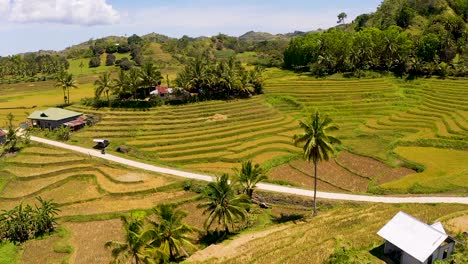 Circling-aerial-shot-of-golden-rice-fields-ready-for-harvest-in-the-mountains-of-Bohol,-Philippines