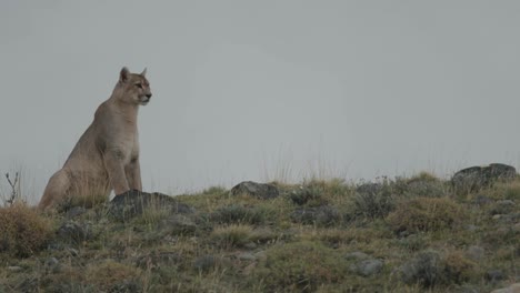 Puma-Beobachtet-Den-Horizont-Auf-Einem-Hügel