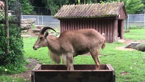 Mouflon-Sheep-stands-in-feeder-while-eating,-High-Park-Zoo