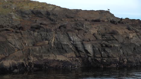 WIDE-VIEW-A-rocky-island-full-of-fur-seals-and-magellanic-cormorants-feces