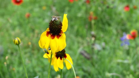 Dies-Ist-Ein-Video-Einer-Bienenähnlichen-Fliege-Auf-Einer-Gelben-Wildblume