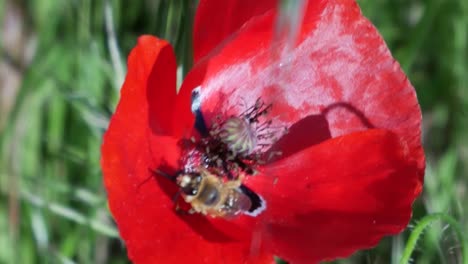 Ein-Vordergrund-Einer-Mohnblume-Mit-Einer-Biene-Darin