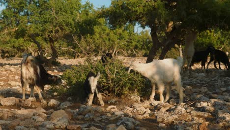 Multiple-Moroccan-goats-eating-nuts-of-argan-tree-on-the-ground