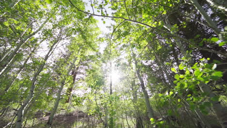 Ultra-Wide-of-Sun-Flashing-Through-Aspen-Trees