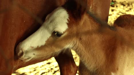 Baby-horse-foal-getting-scared-and-trying-to-stick-to-her-mother