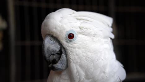Close-up-shot-of-a-white-cockatoo-head,-showing-beak-with-moving-tongue