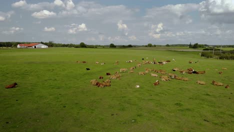 Imágenes-Aéreas-Sobre-El-Campo-Donde-Hay-Vacas,-Animales-De-Granja-En-Pastos-Verdes,-Hermosos-Paisajes-De-Verano-En-Un-Entorno-Natural,-Polonia-Oriental-Filmada-Por-Drones