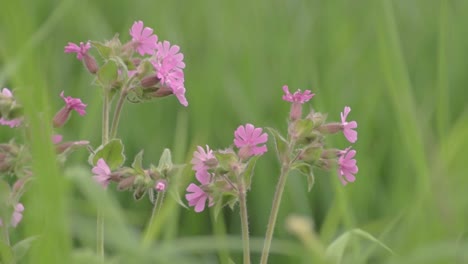 Pretty-pink-flowers-grow-in-green-lush-meadow