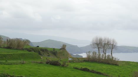 Landschaft-Mit-Den-Kühen-Und-Dem-Meer-Im-Hintergrund