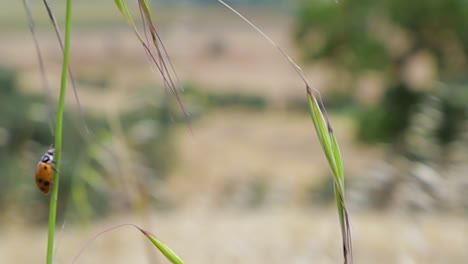 Closeup-video,-slow-motion,-of-pretty-red-ladybug-climbing-up-green-leaves,-against-golden-California-hillside-in-background-and-cloudy-out-of-focus-blue-sky-while-hiking-in-open-space-preserve