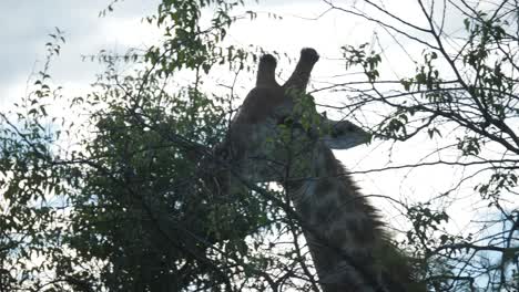 Jirafa-Comiendo-Hojas-En-El-Parque-Nacional-Pilanesberg-En-Sudáfrica