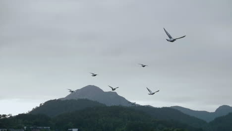 Flock-of-pigeons-Flying---Slowmotion-180fps