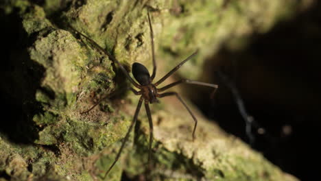 Recluse-spider-,violin-spider-on-rocky-surface