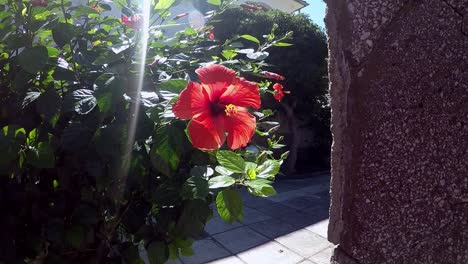 Red-Hibiscus-with-a-yellow-pistil-behind-a-fence-in-the-sunlight