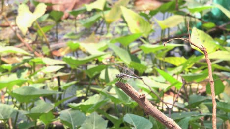 Wide-Shot-of-Dragonfly-Resting-on-Tree-Branch