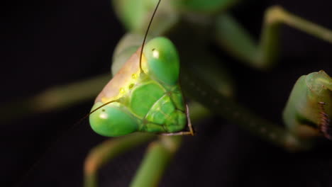 Closeup-of-a-green-praying-mantis-face-while-it-looks-to-camera-and-moves-constantly,-black-background