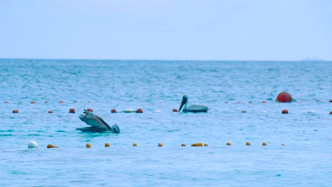 Pelikane-Schwimmen-Im-Wasser-Neben-Einem-Fischernetz-An-Einem-Sonnigen-Tag-In-Curaçao-–-Weitwinkelaufnahme