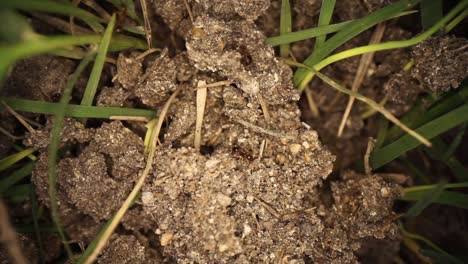 Disturbed-fire-ant-mound---wide-angle-macro-top-down-view-of-several-ants-running-amidst-broken-dirt-and-grass-sticking-out-of-the-mound
