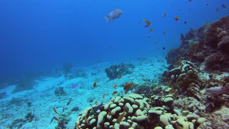 Fischschwärme-Und-Weißrand-Leihschwanzschwimmen-Schwimmen-Um-Farbenfrohe-Tropische-Korallenriffe