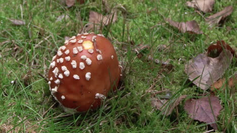 male-hand-ripping-mushroom-of-mossy-ground,-amanita-muscaria,-close-up