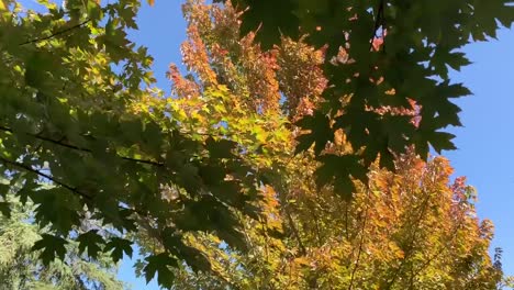HD-Fall-foliage-nature-video