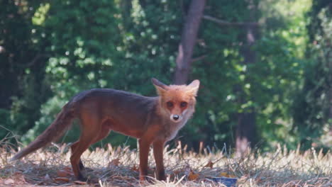 Fox-Wandering-at-Parnitha-Mountain,-Greece