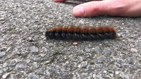 Macro-of-a-brown-caterpillar-walking-on-a-concrete-floor-next-to-a-human-hand