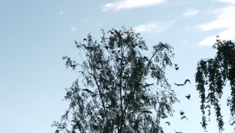 Synchronized-group-of-jackdaw-crows-flying-from-a-tree-in-unison,-STATIC-SLOW-MOTION