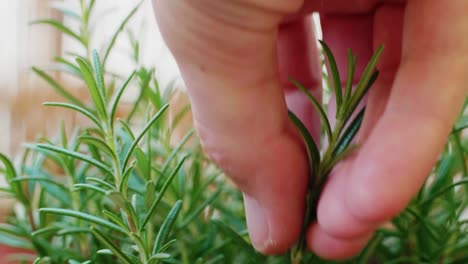 Touching-rosemary-to-smell-it