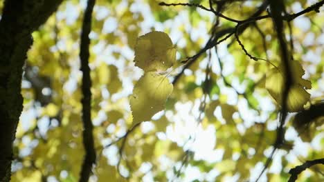 Nahaufnahme-Von-Gelben-Herbstblättern,-Die-Sich-Im-Wind-Bewegen-Und-Durch-Die-Die-Sonne-Scheint
