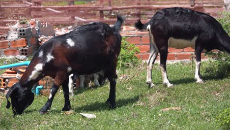 Closeup-of-Goats-Eating-Grass