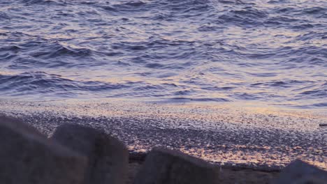 Ruhiges-Meer-Mit-Algen-Bei-Sonnenuntergang,-Malerische-Rote-Reflexe,-Mittlere-Aufnahme