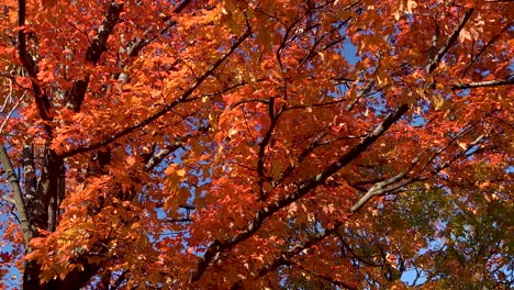 Orangefarbene-Herbstblätter-Wehen-Im-Wind-4k