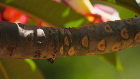 Close-up-of-Frangipani-branch