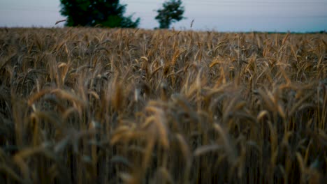 Slow-motion-over-the-golden-field-of-grain