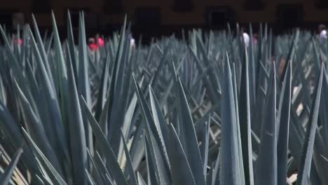 blue-agave-close-up,-people-walking-in-the-back