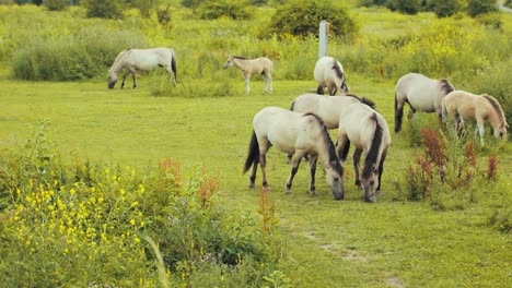Pferde,-Die-Gras-In-Der-Natur-Fressen
