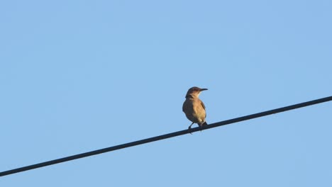 A-Rufous-Hornero-perched-on-a-cable,-moving-a-bit-and-taking-off