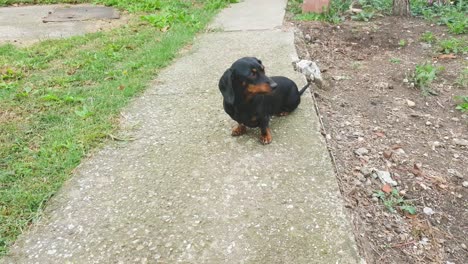 Beautiful-black-dachshund-dog-sitting-outside-in-the-yard