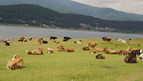 Large-herd-of-cows-resting-in-a-green-field-near-lake,-mountains-in-the-background