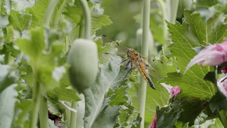 a-two-spotted-dragonfly-sits-on-the-leaf-of-an-opium-poppy