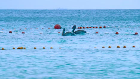 Curacao-–-Pelikane-Schwimmen-Im-Wasser-Neben-Einem-Fischernetz-–-Weitwinkelaufnahme