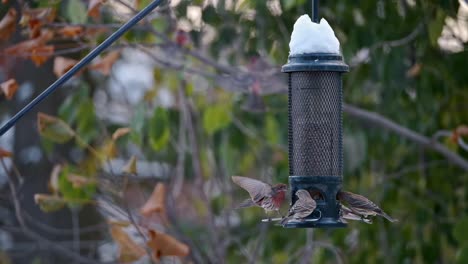 Angry-Birds-Fight-in-Mid-Air-for-Food-from-Feeder,-Slow-Motion-at-Dawn