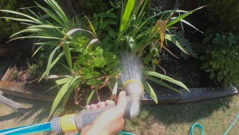 A-woman-watering-plants-in-her-garden-in-the-summer,-using-a-garden-hose-spray