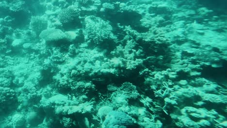 Kleine-Meeresschildkröte-Schwimmt-Auf-Flachem-Riff