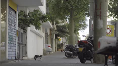 People,-dogs-and-cats-in-a-quiet-street-of-Tel-Aviv,-Israel