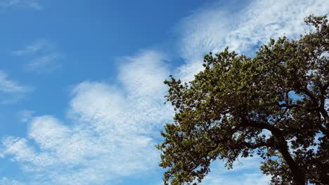 Big-oak-tree-branches-rustle-as-slight-breeze-blows-light-clouds-over-in-the-background-of-blue-sky