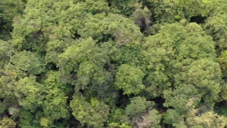 Drohnenaufnahme-Eines-Kambodschanischen-Dschungels